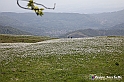VBS_2559 - Fioritura Narcisi Castelnuovo Nigra 2022 e campi di papaveri rossi